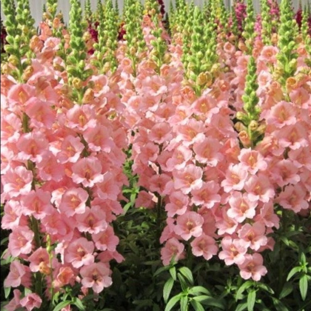 Meet your Posher, Alina